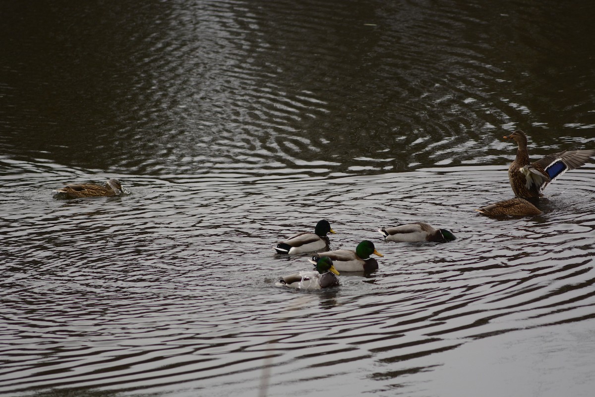 Germano reale - ML645927804