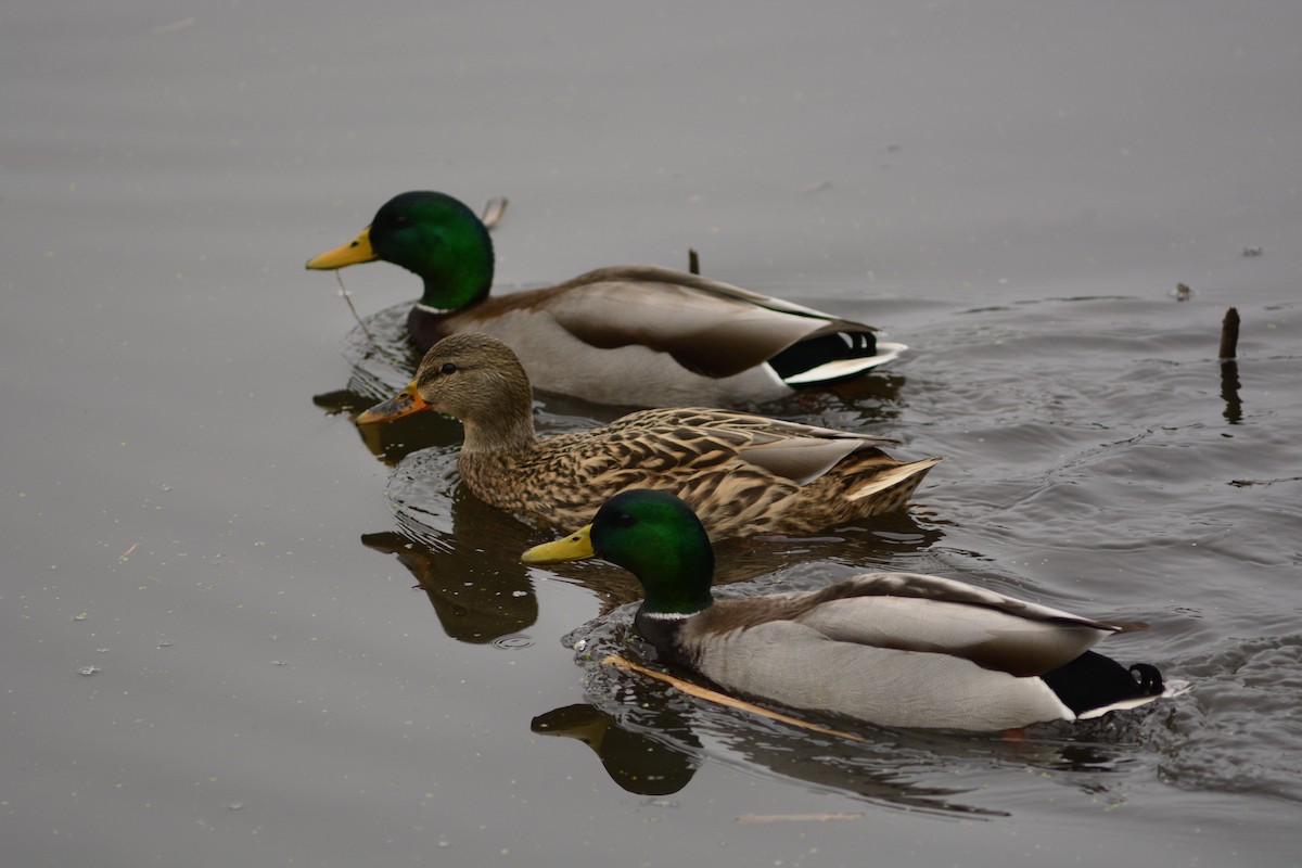 Germano reale - ML645927807