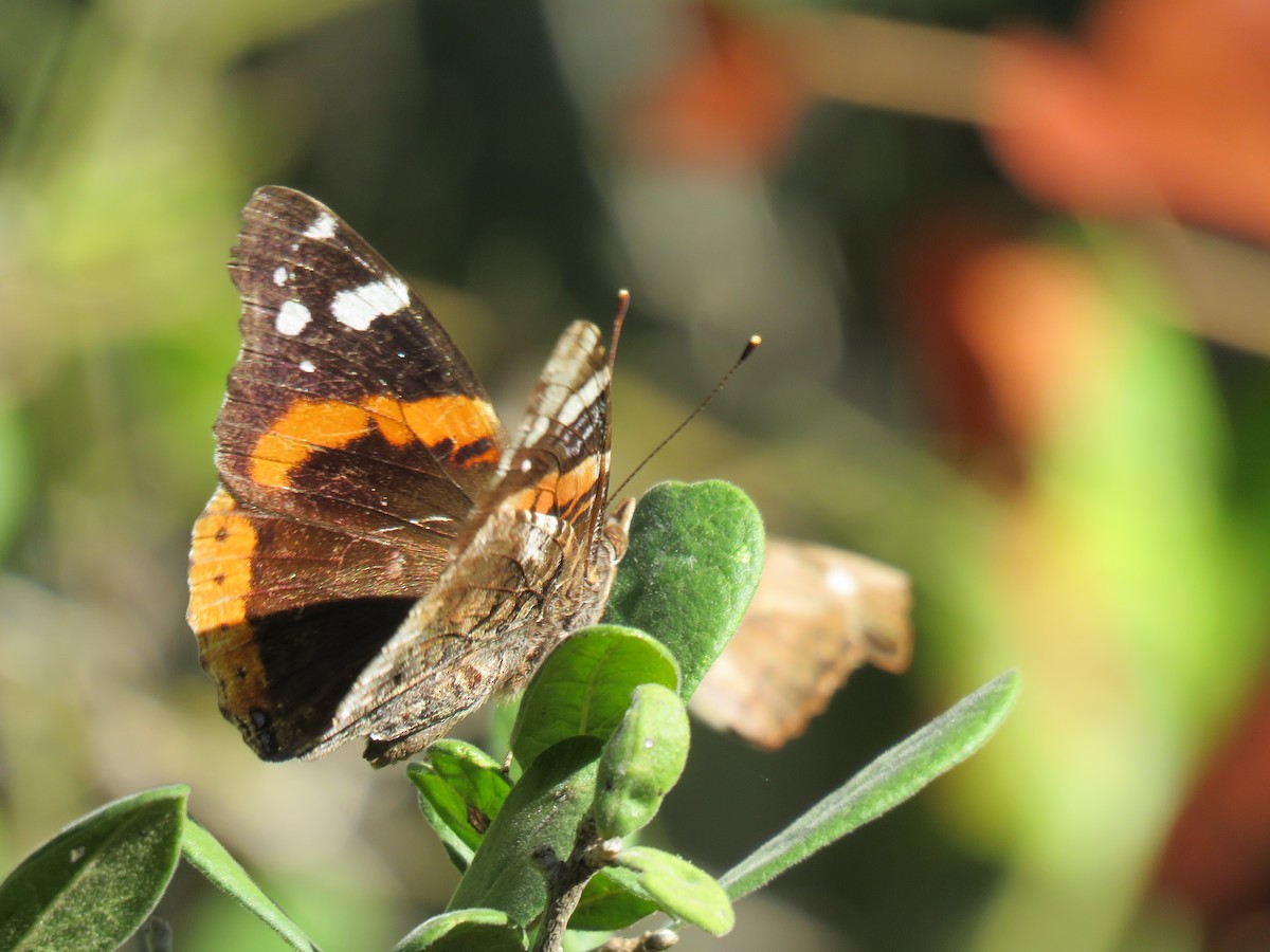 Red Admiral - ML645927808