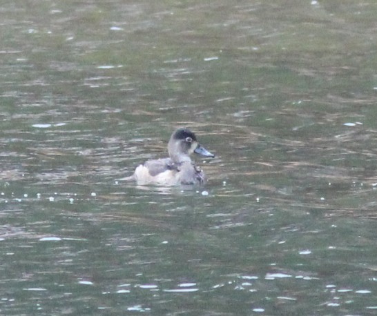 Ring-necked Duck - ML645927809
