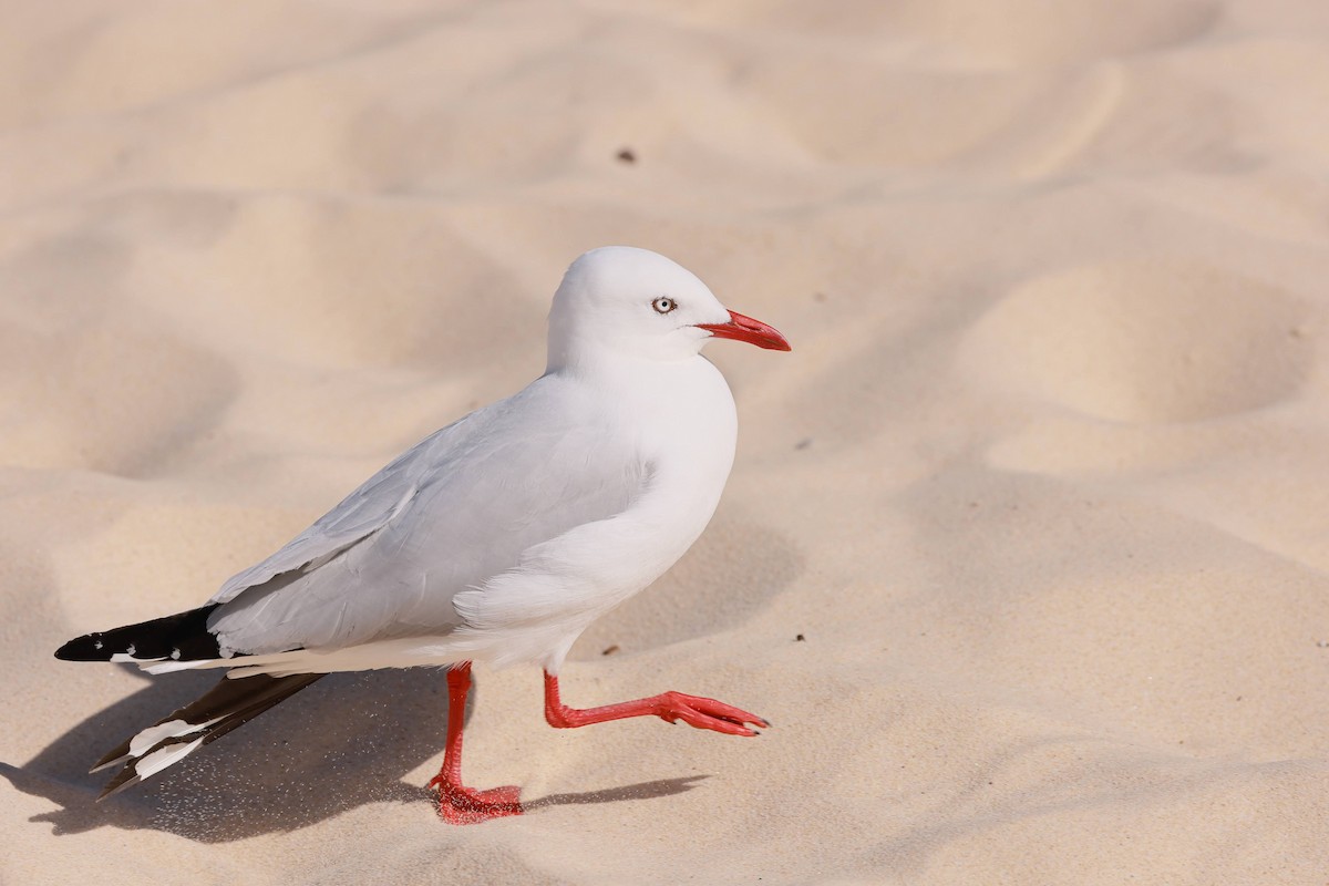 racek australský - ML645927811