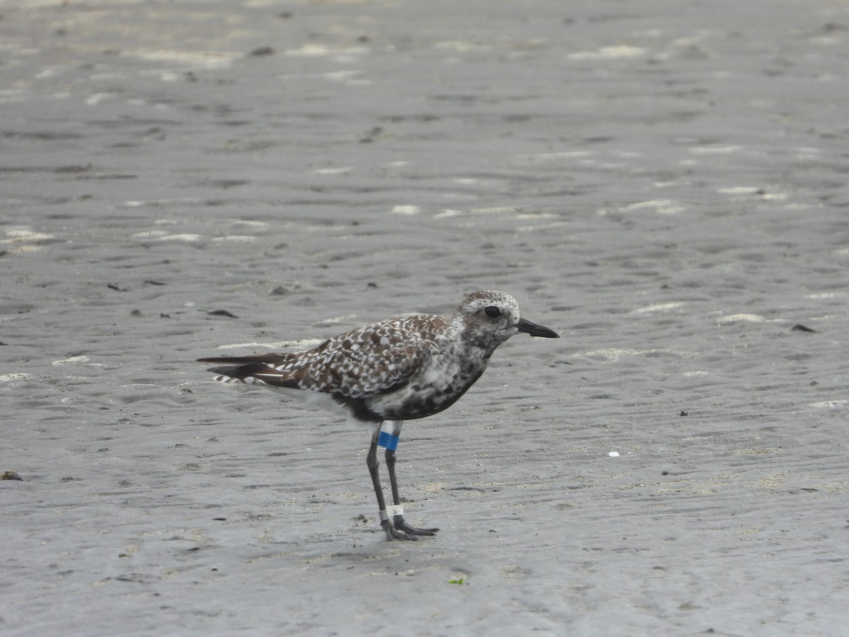 tundralo - ML645927813