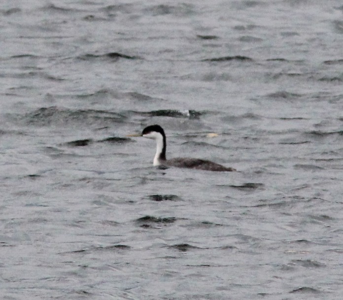 Western Grebe - ML645927817