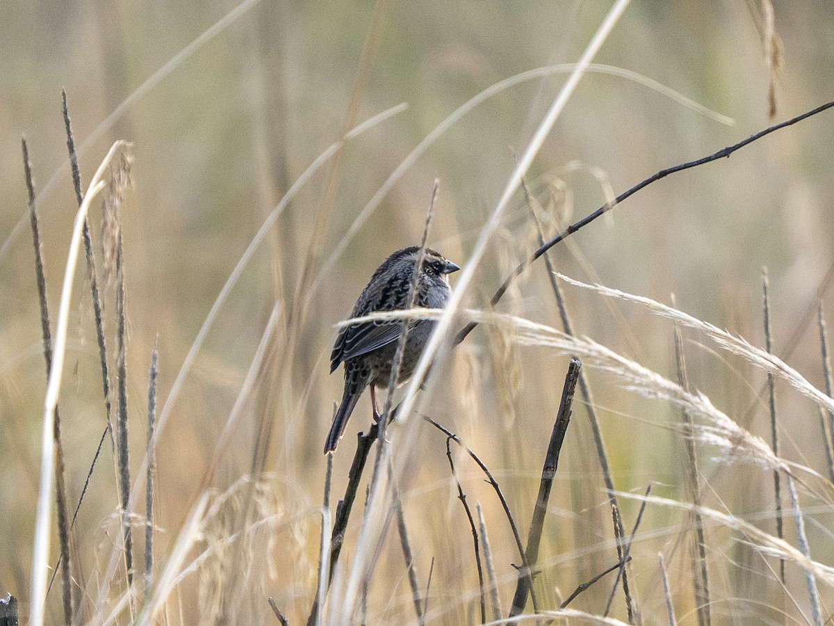 Striped Sparrow - ML645927818