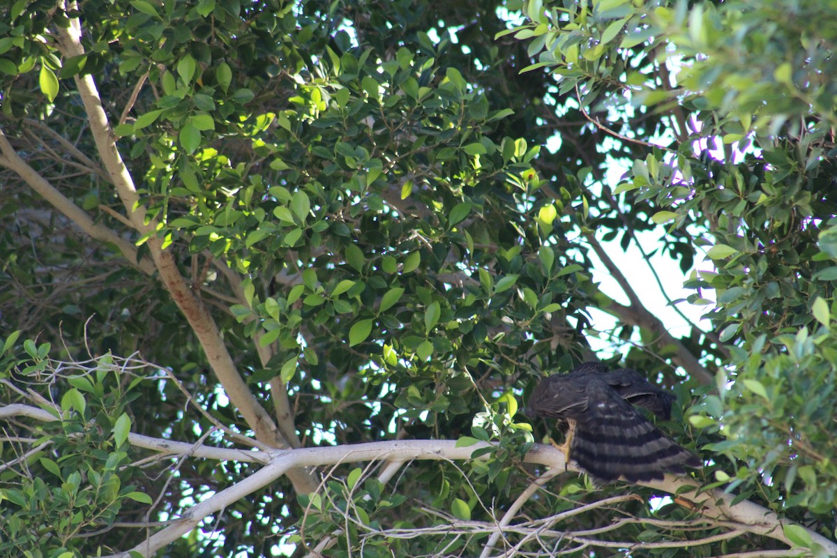 Cooper's Hawk - ML645927820