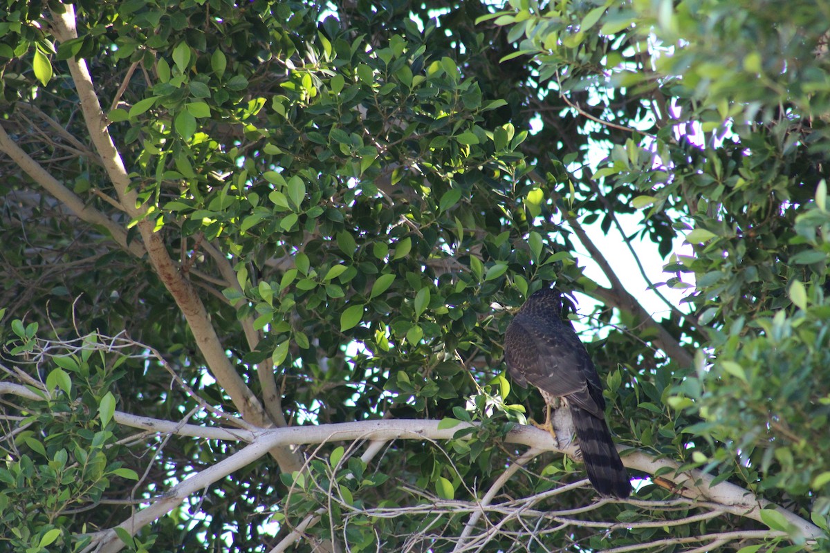 Cooper's Hawk - ML645927821