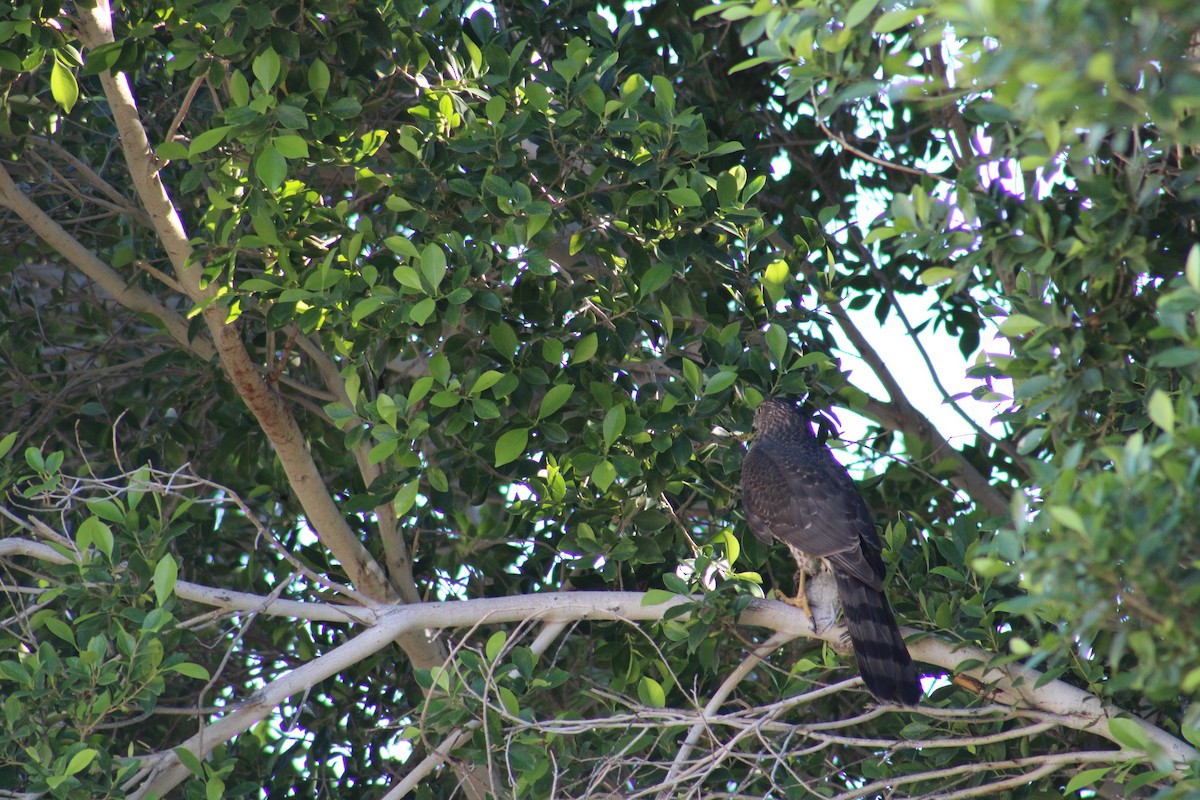 Cooper's Hawk - ML645927822