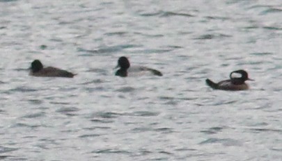 Lesser Scaup - ML645927823