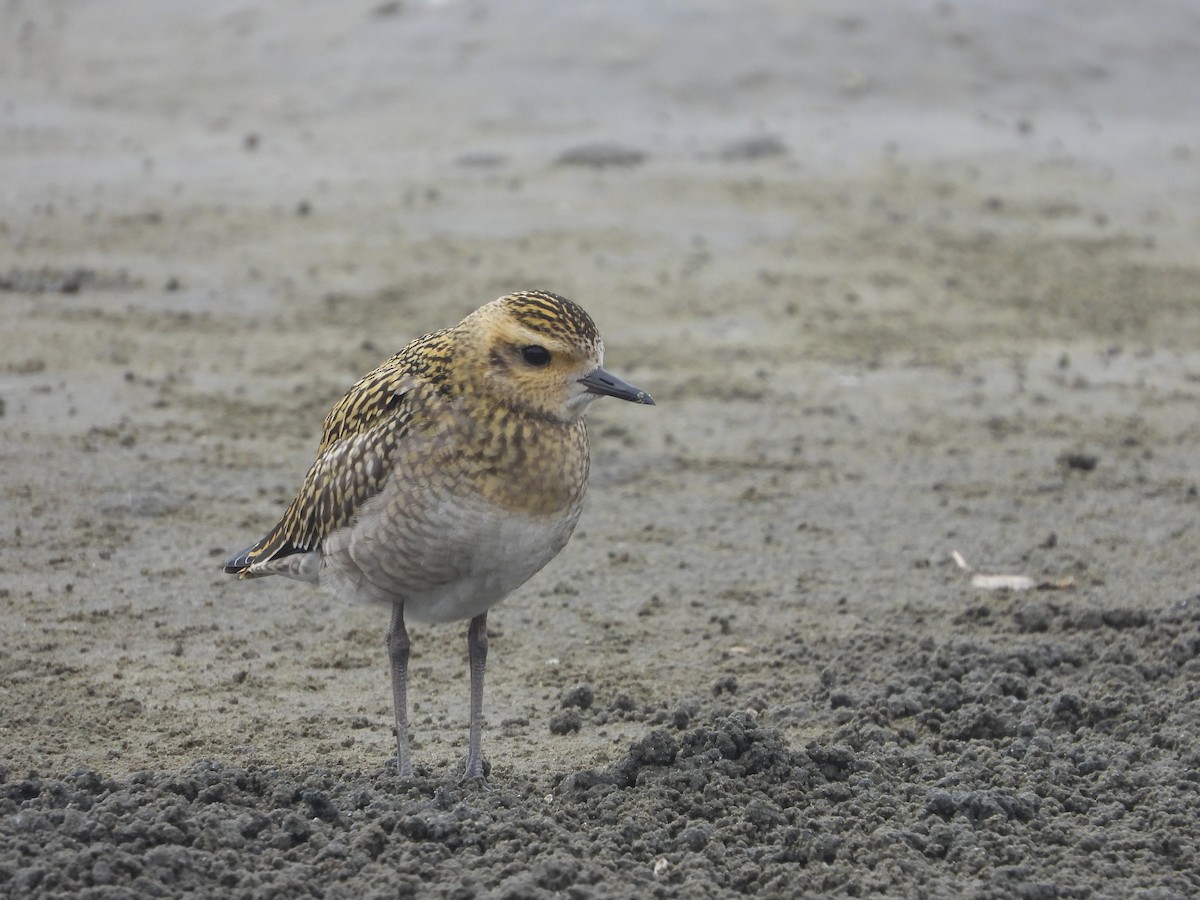 sibirlo - ML645927826