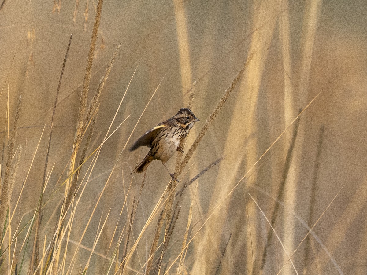 Sierra Madre Sparrow - ML645927827