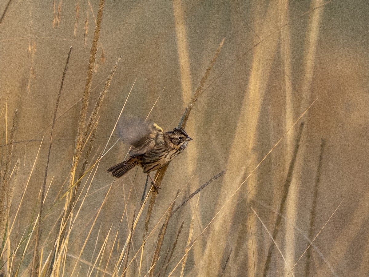 Sierra Madre Sparrow - ML645927834