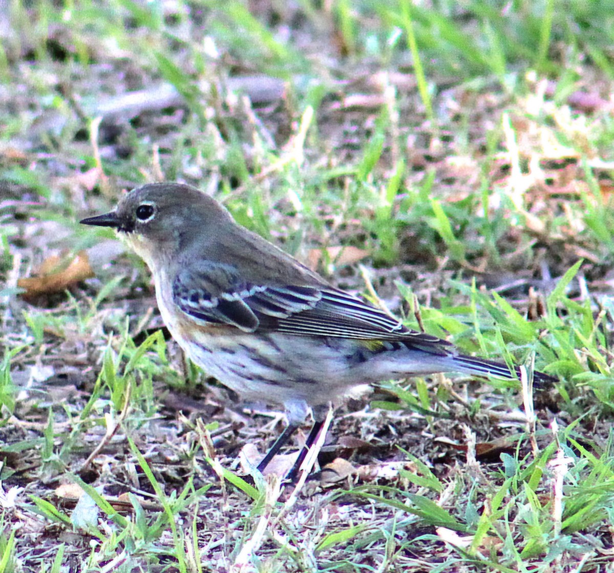 Yellow-rumped Warbler - ML645927836