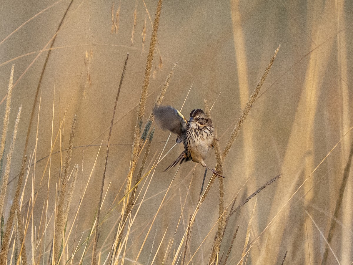 Sierra Madre Sparrow - ML645927847