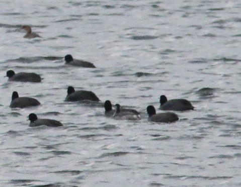 Western Grebe - ML645927848