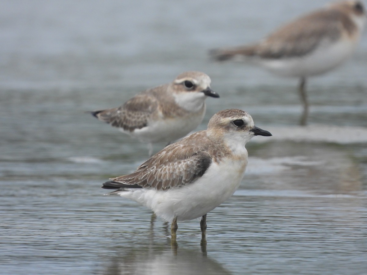 kamtsjatkalo - ML645927849