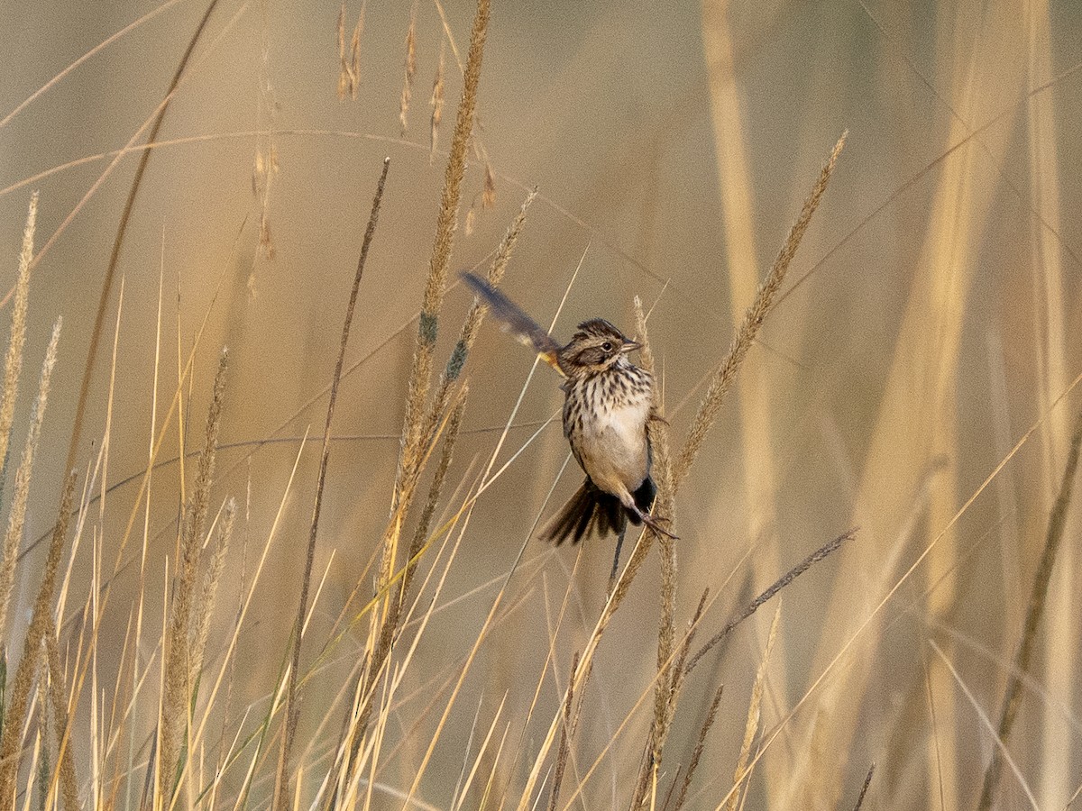 Sierra Madre Sparrow - ML645927850