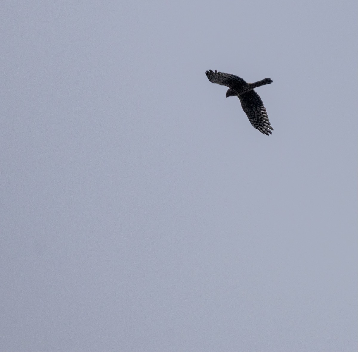 moták severoamerický - ML645927851