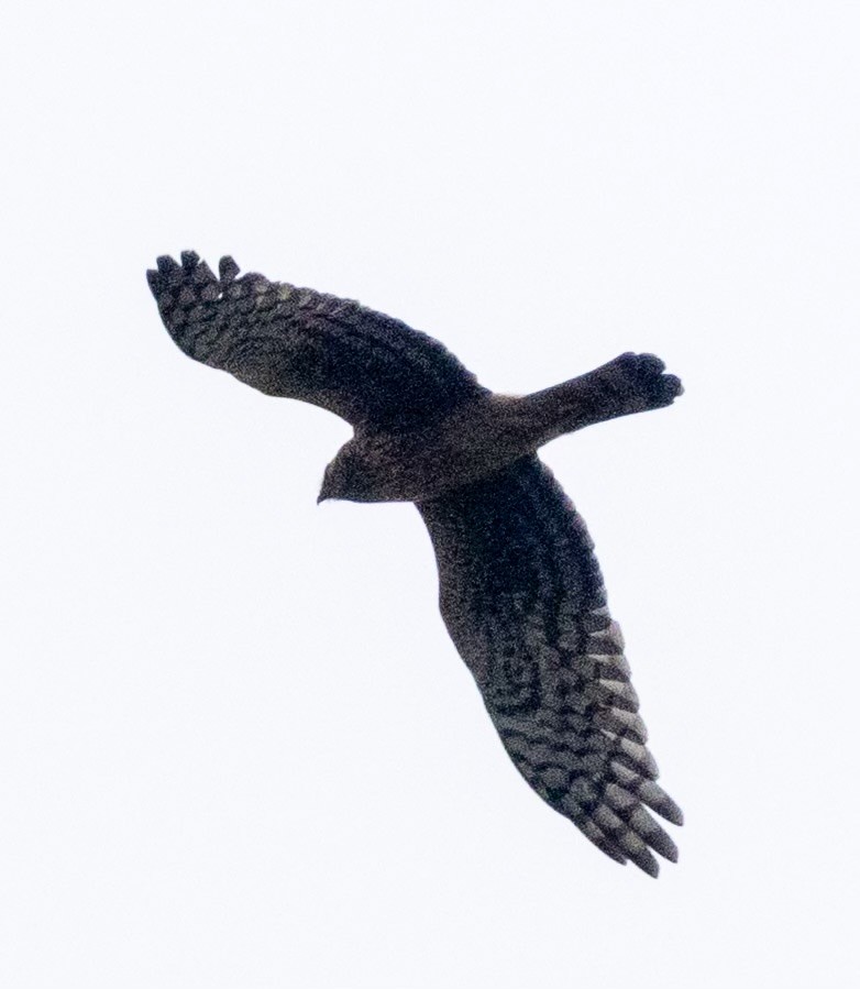 moták severoamerický - ML645927852