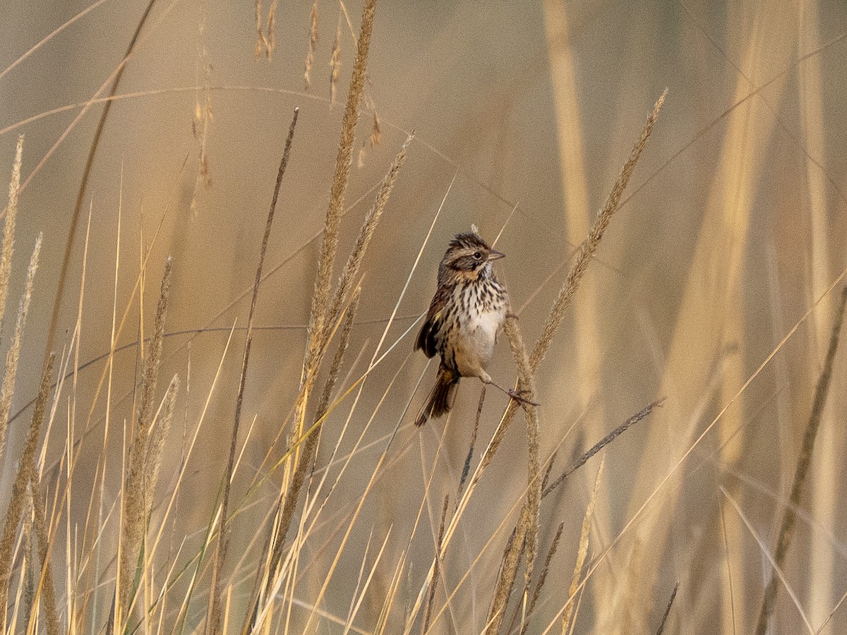 Sierra Madre Sparrow - ML645927854