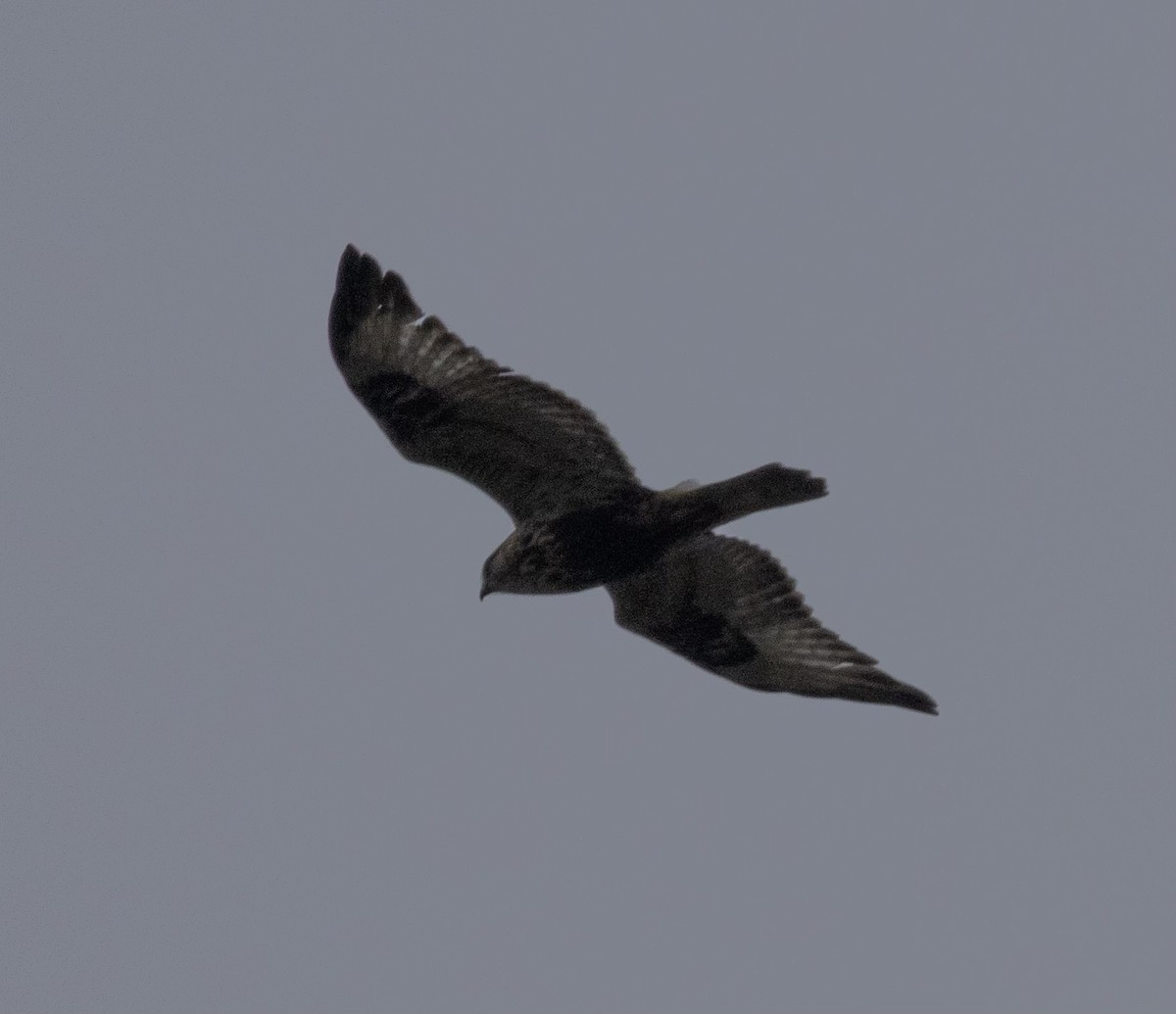 káně rousná - ML645927855