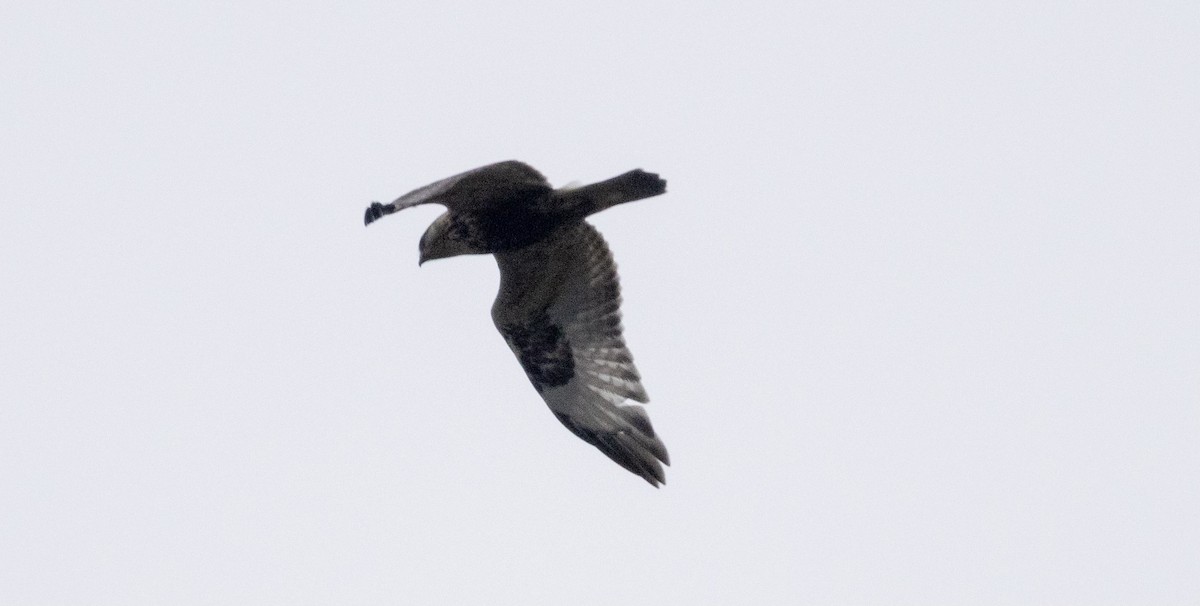 káně rousná - ML645927856