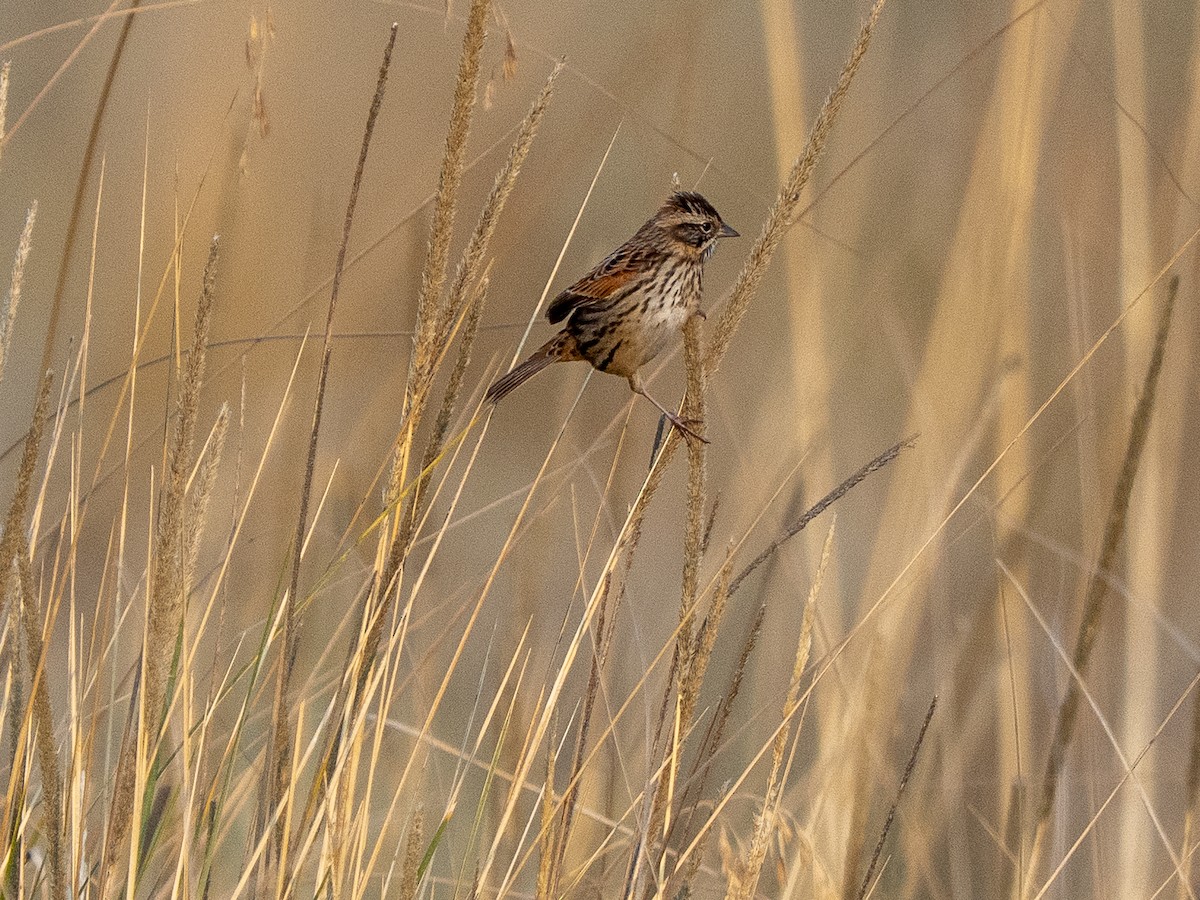 Sierra Madre Sparrow - ML645927859