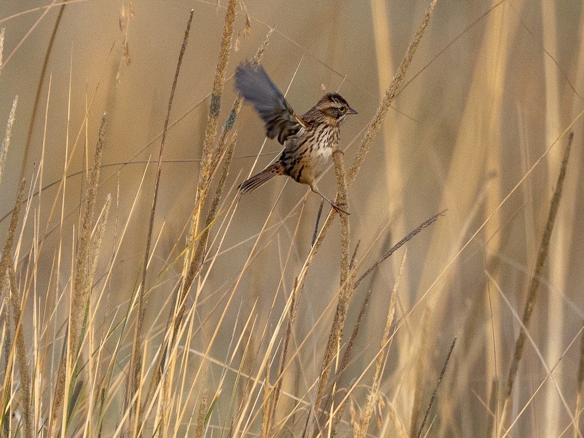 Sierra Madre Sparrow - ML645927860