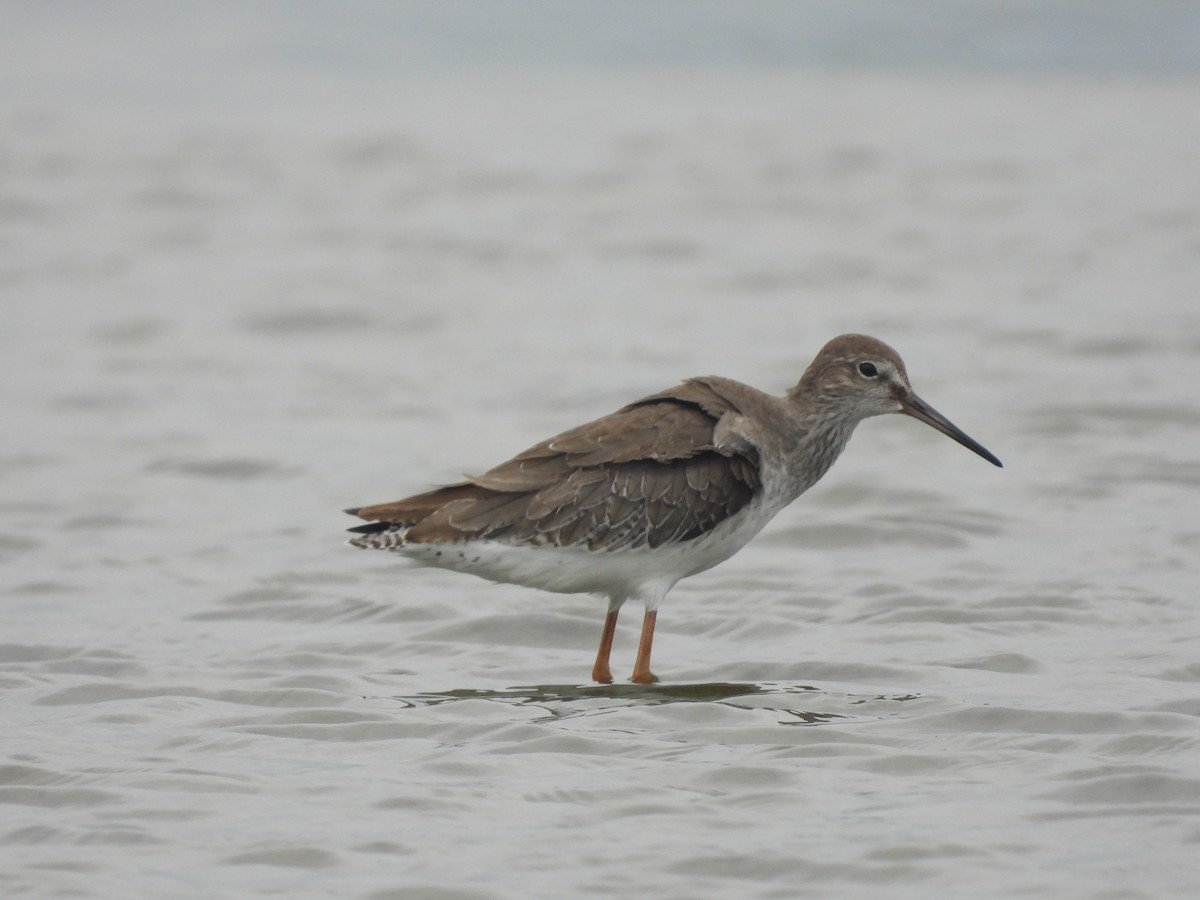 rødstilk - ML645927880