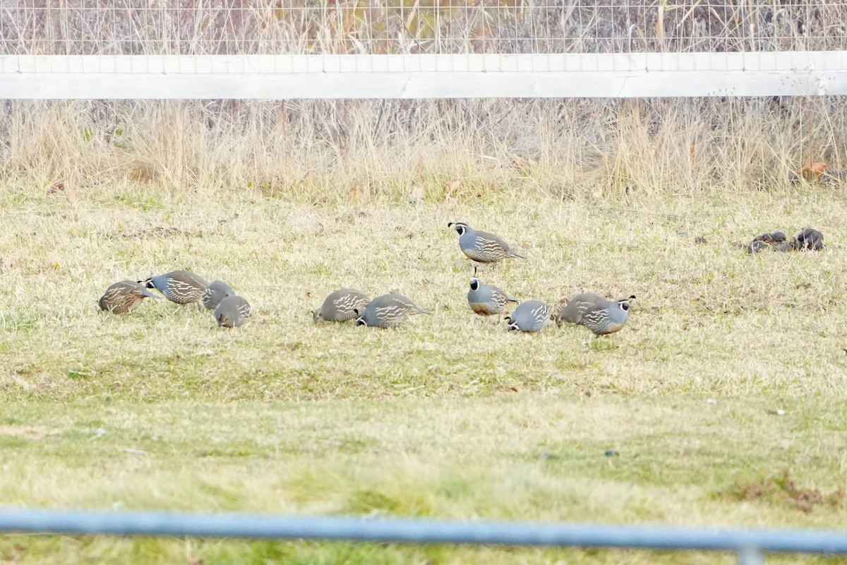 カンムリウズラ - ML645927881