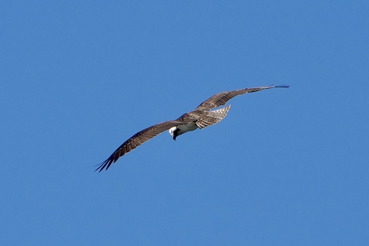 Osprey - ML645927883