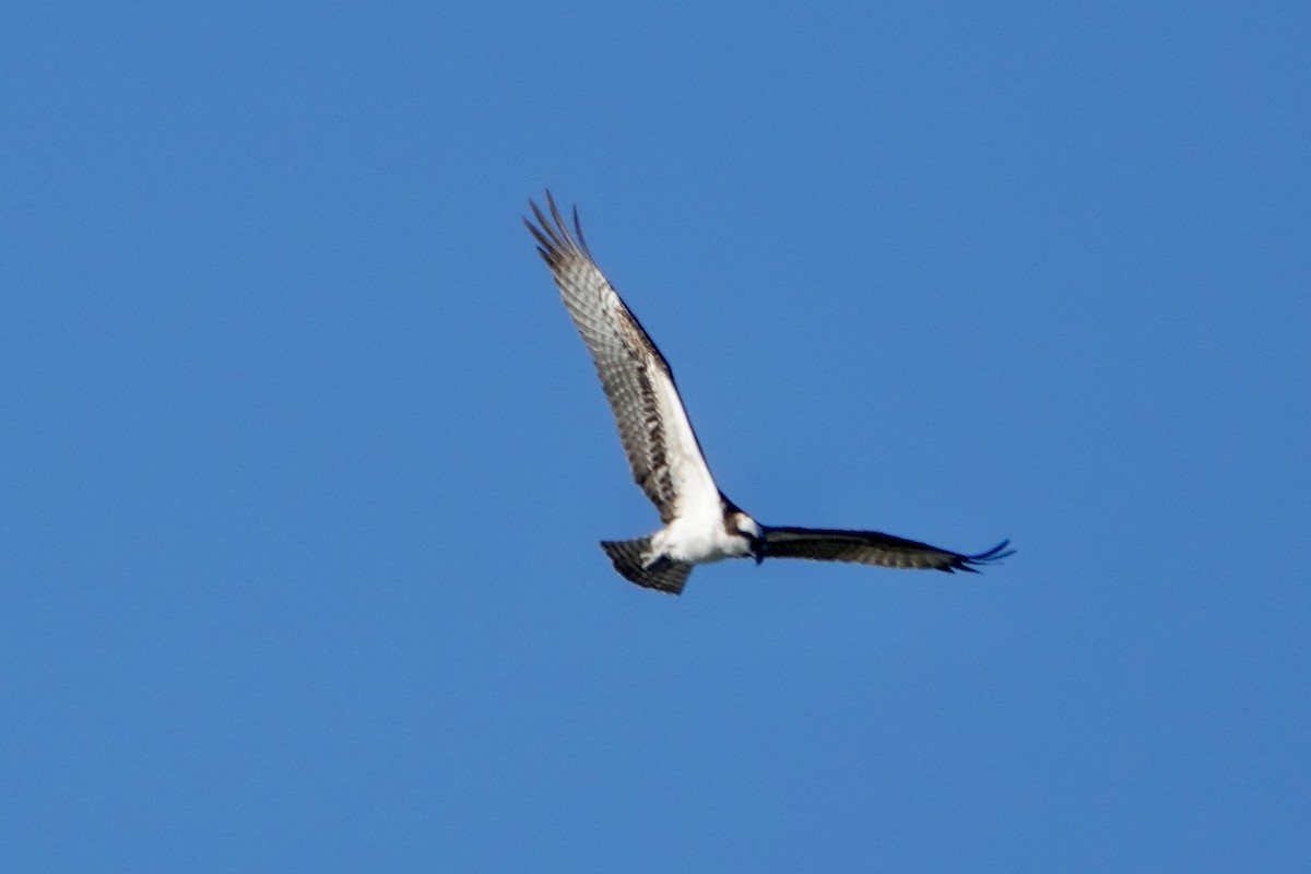 Osprey - ML645927885