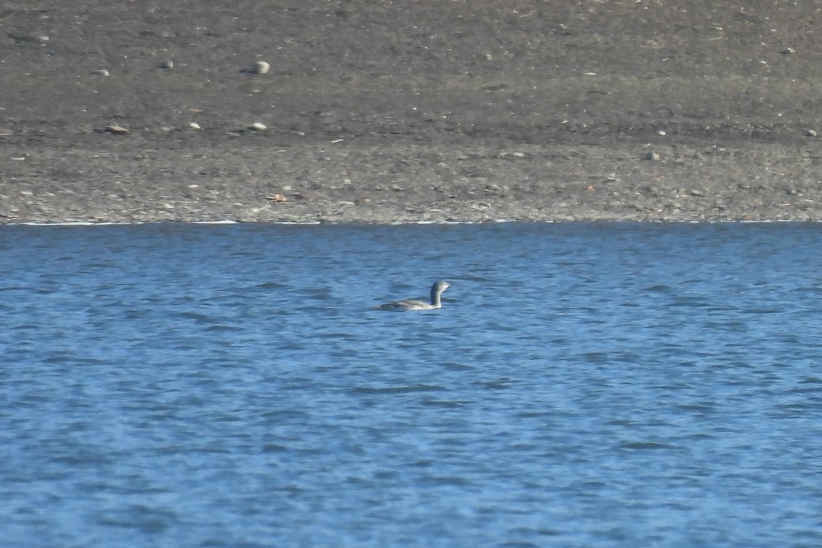 Red-throated Loon - ML645927886