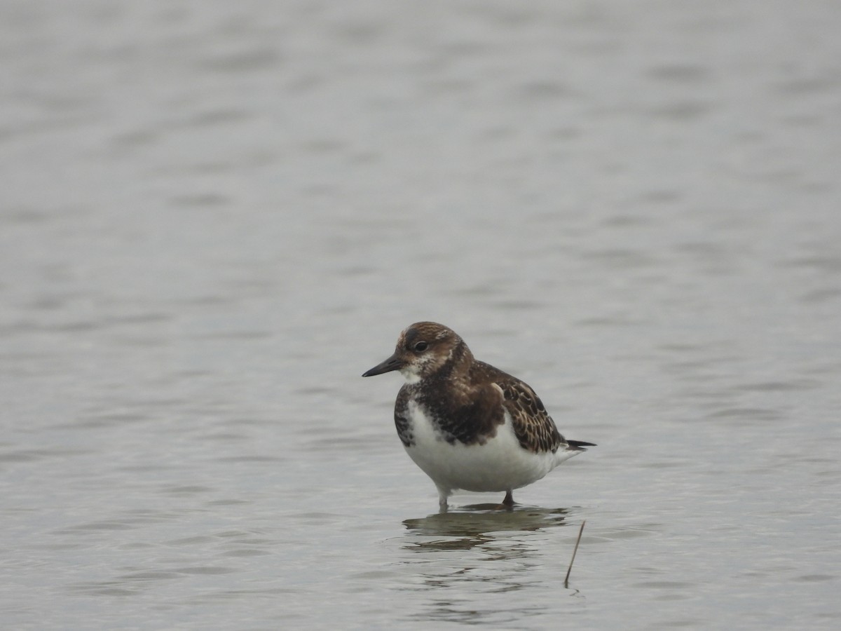 steinvender - ML645927887