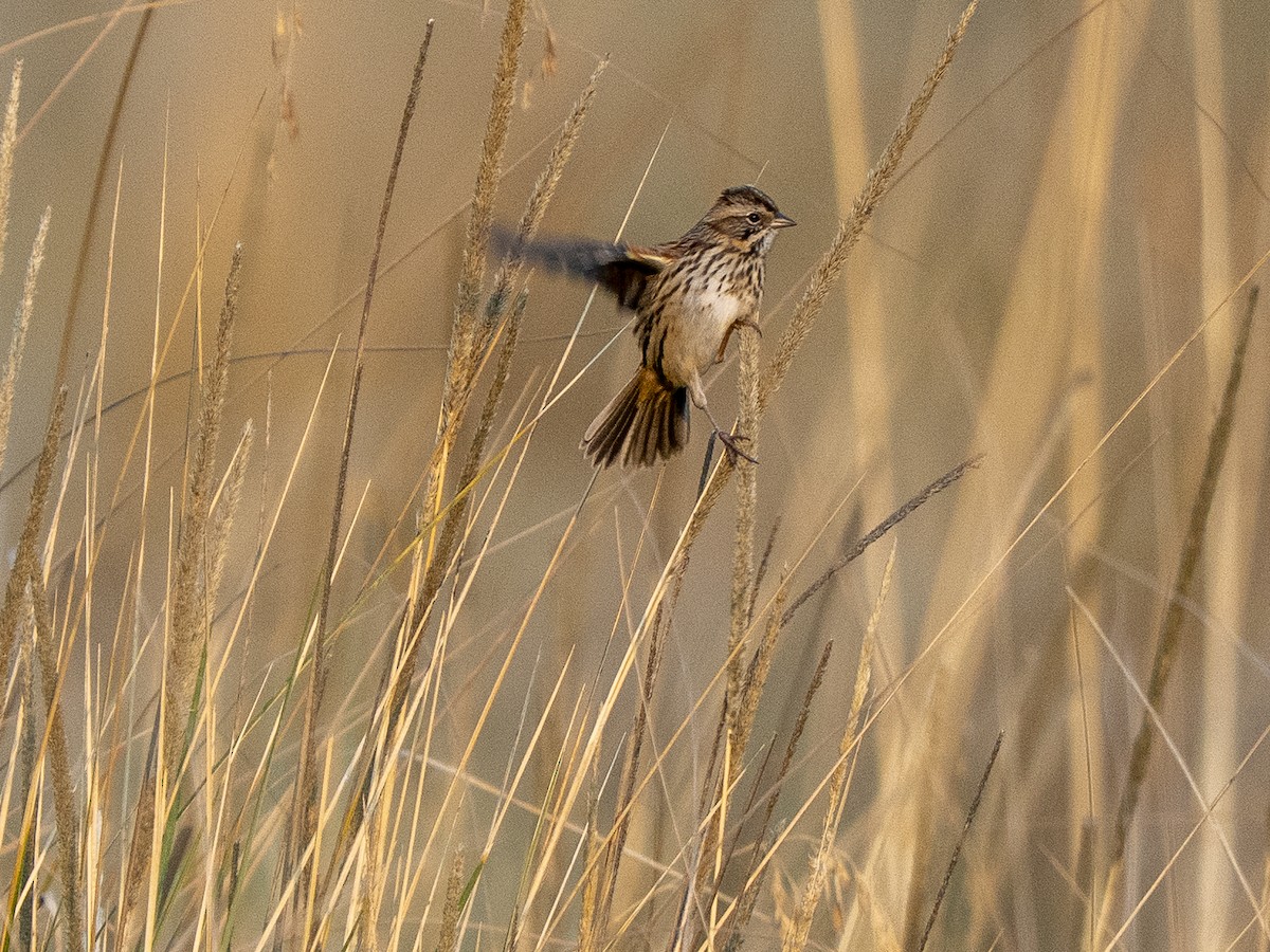 Sierra Madre Sparrow - ML645927890