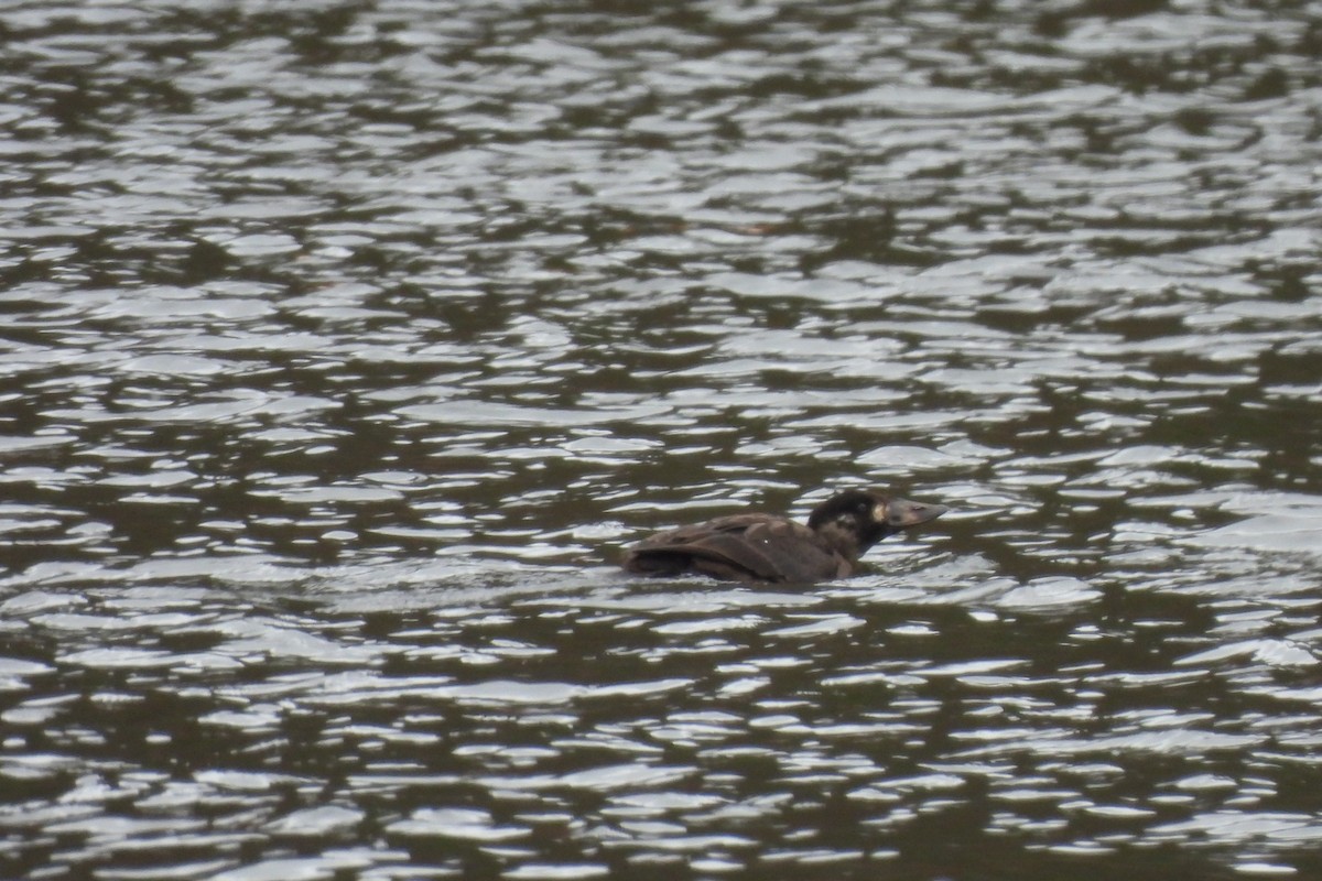 Surf Scoter - ML645927892