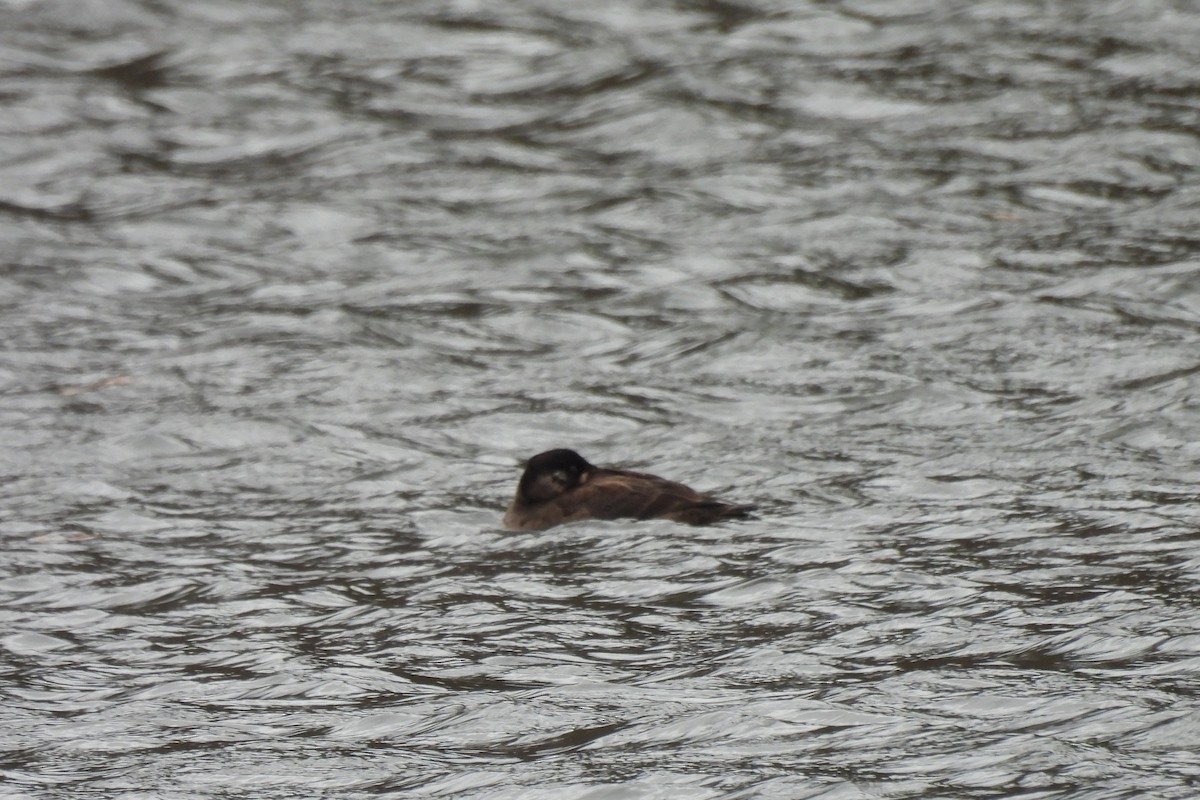 Surf Scoter - ML645927893