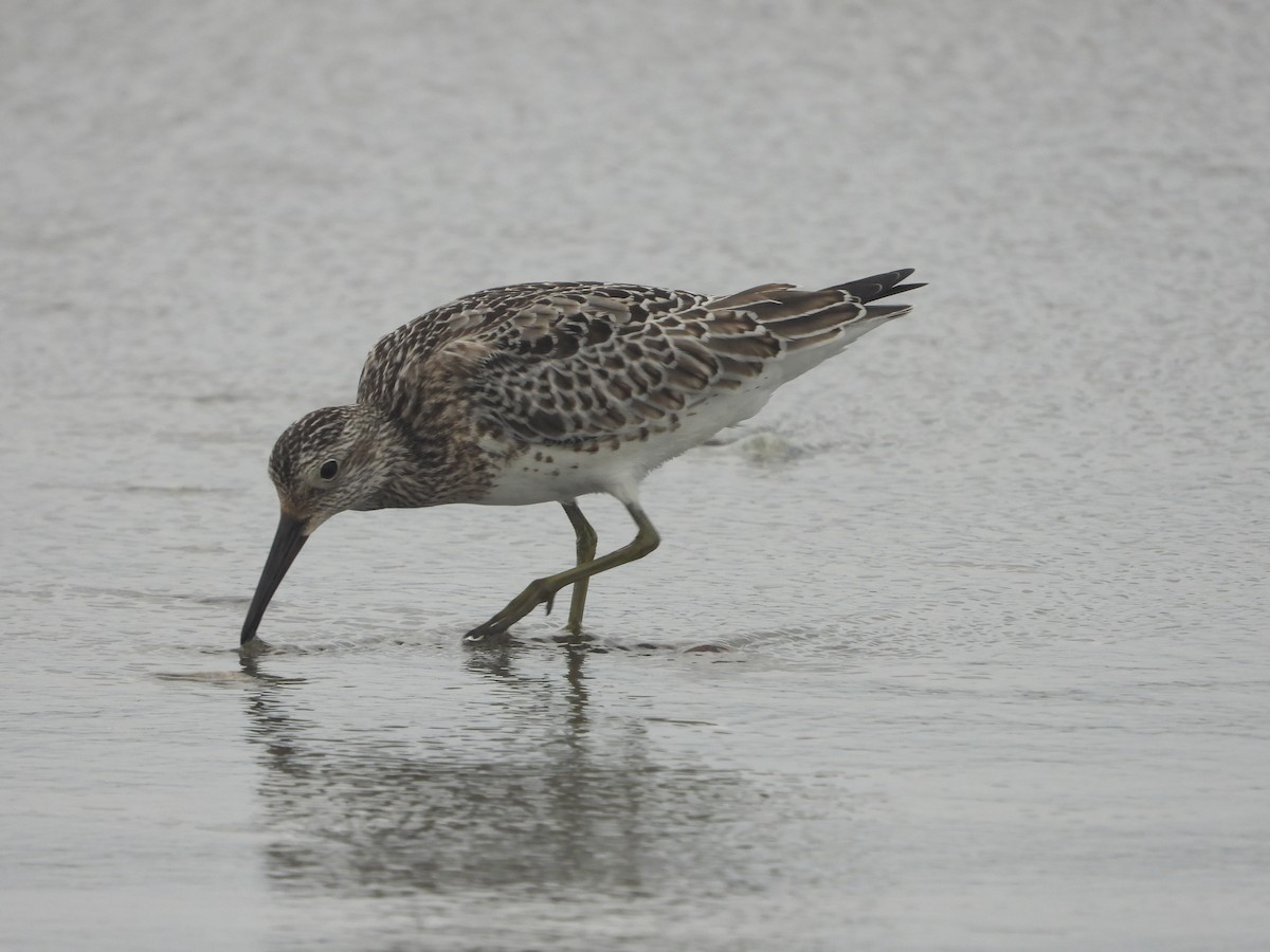sibirsnipe - ML645927894