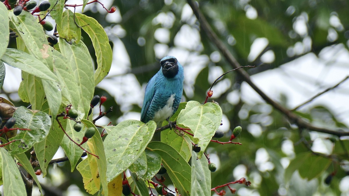 Swallow Tanager - ML645927899