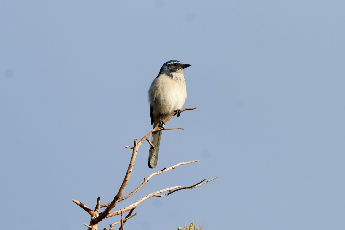 カリフォルニアカケス - ML645927900