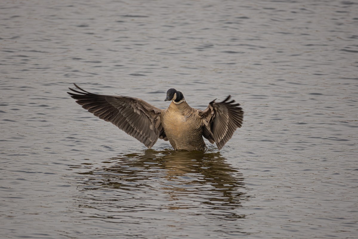 Cackling Goose (Aleutian) - ML645927901