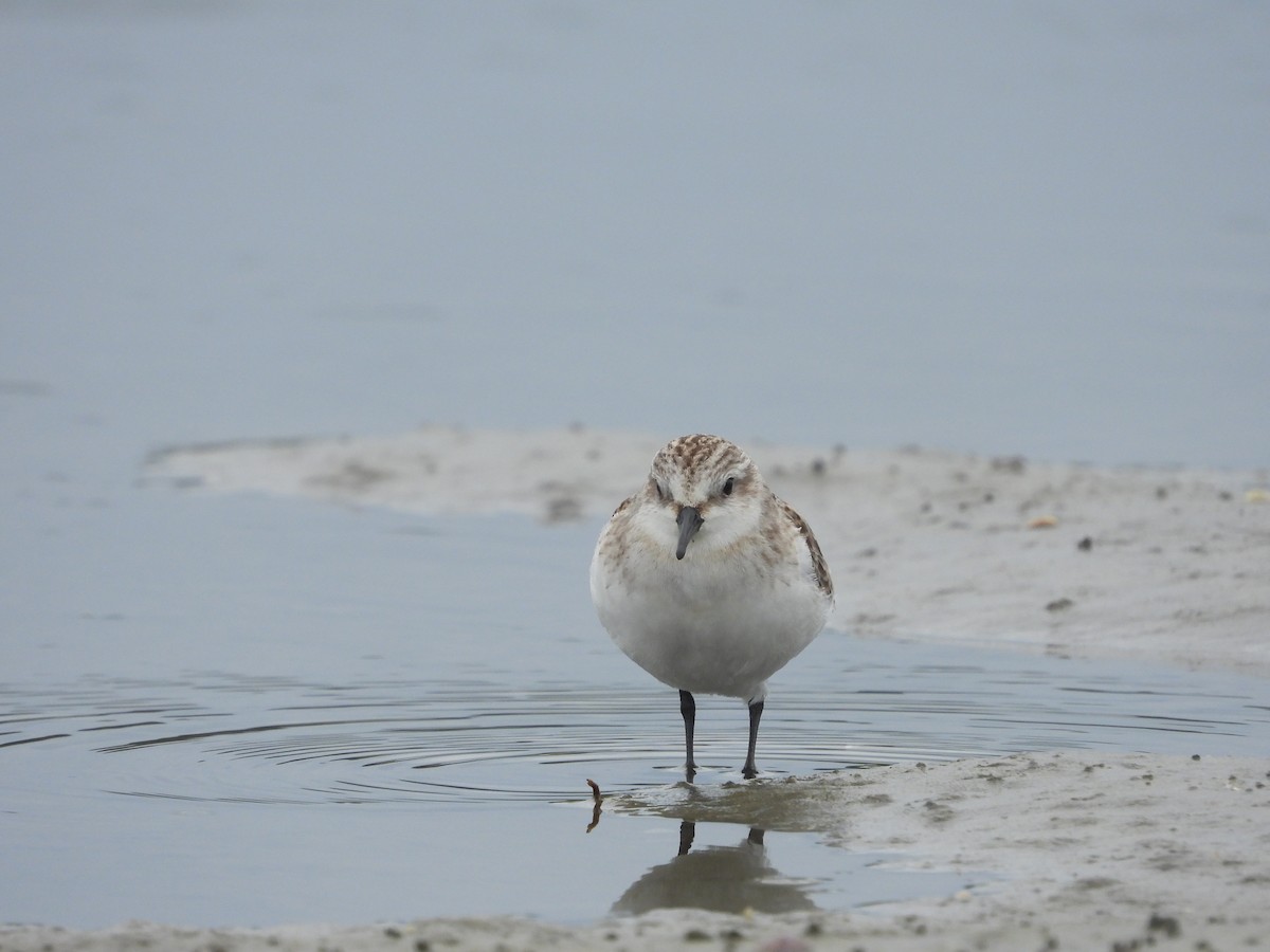 rødstrupesnipe - ML645927904