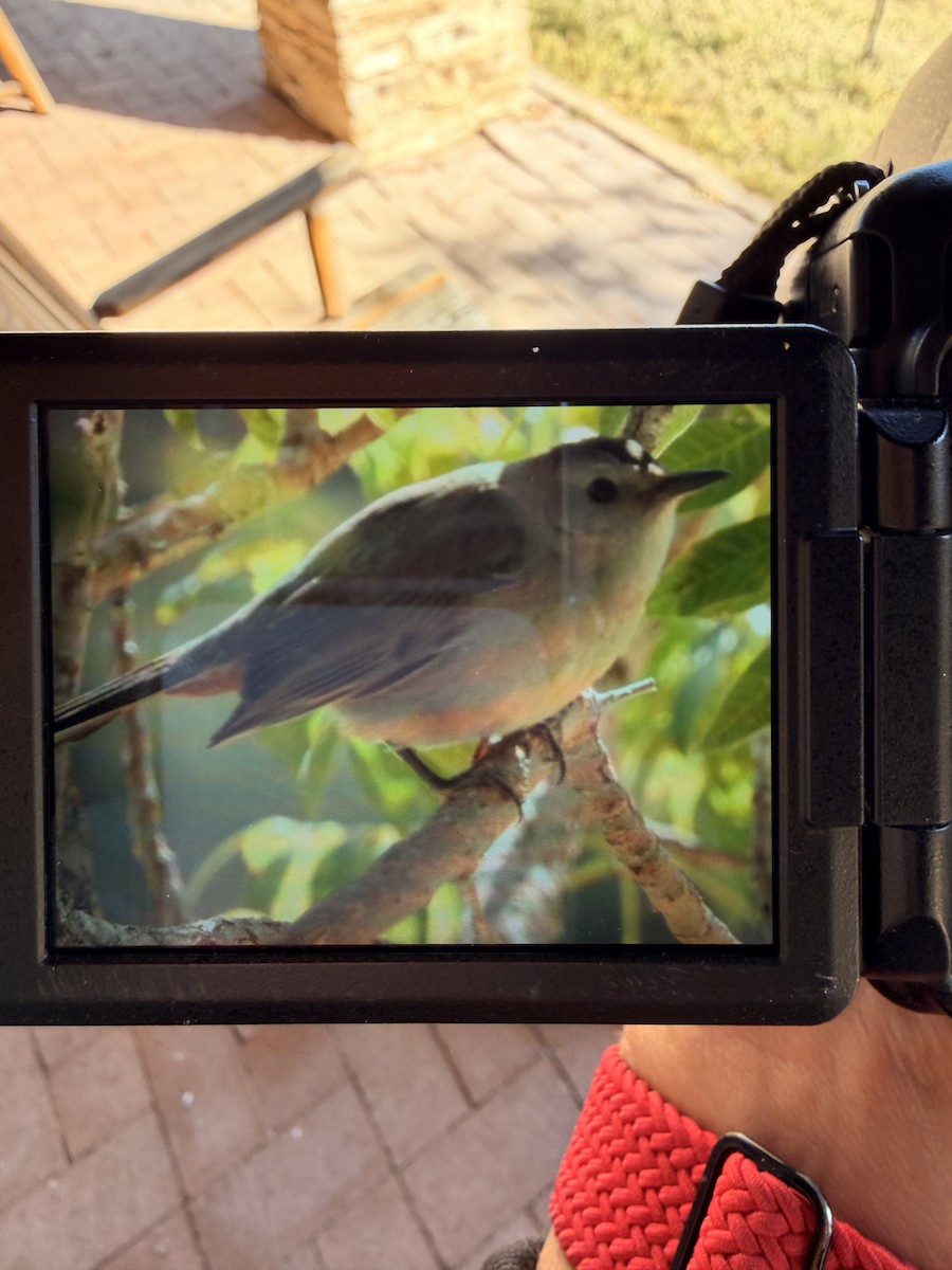 Miaulari grisa - ML645927919