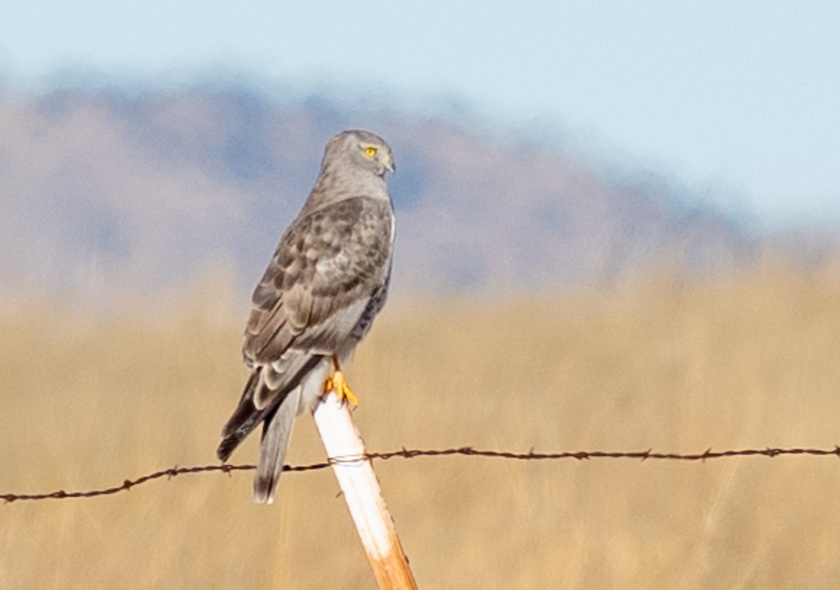 Northern Harrier - ML645927922