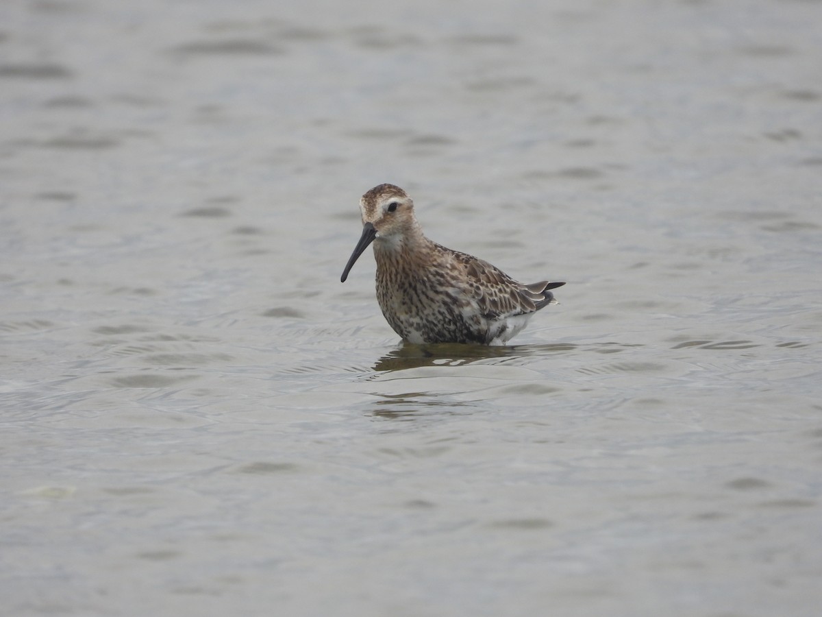 myrsnipe - ML645927923