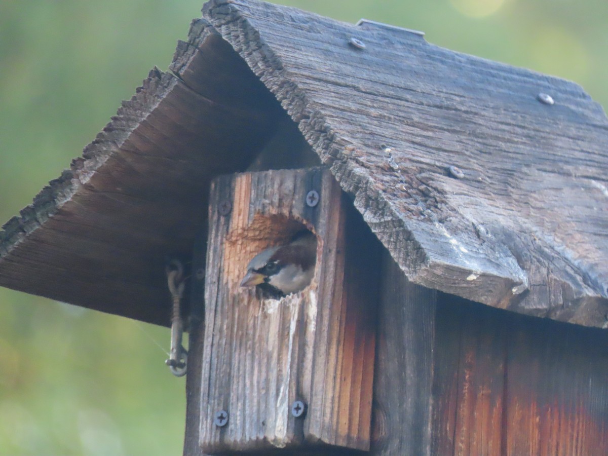House Sparrow - ML645927924