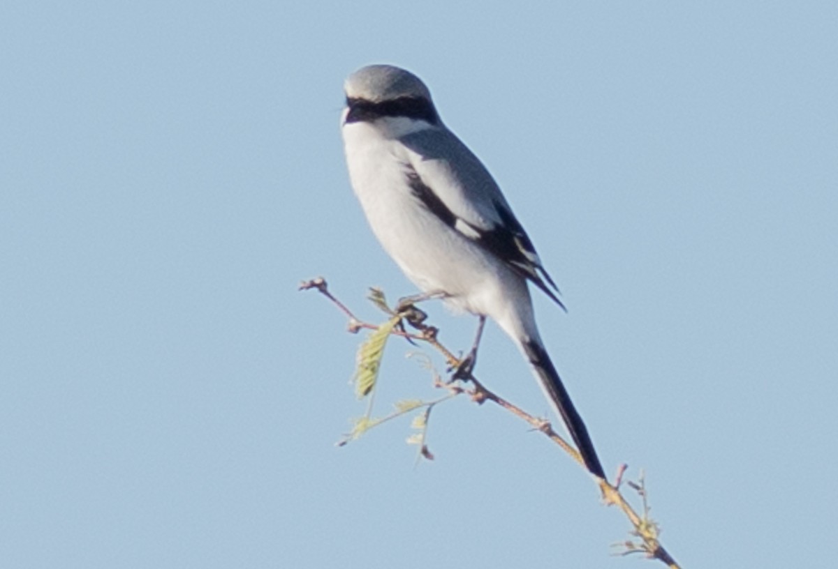 アメリカオオモズ - ML645927925