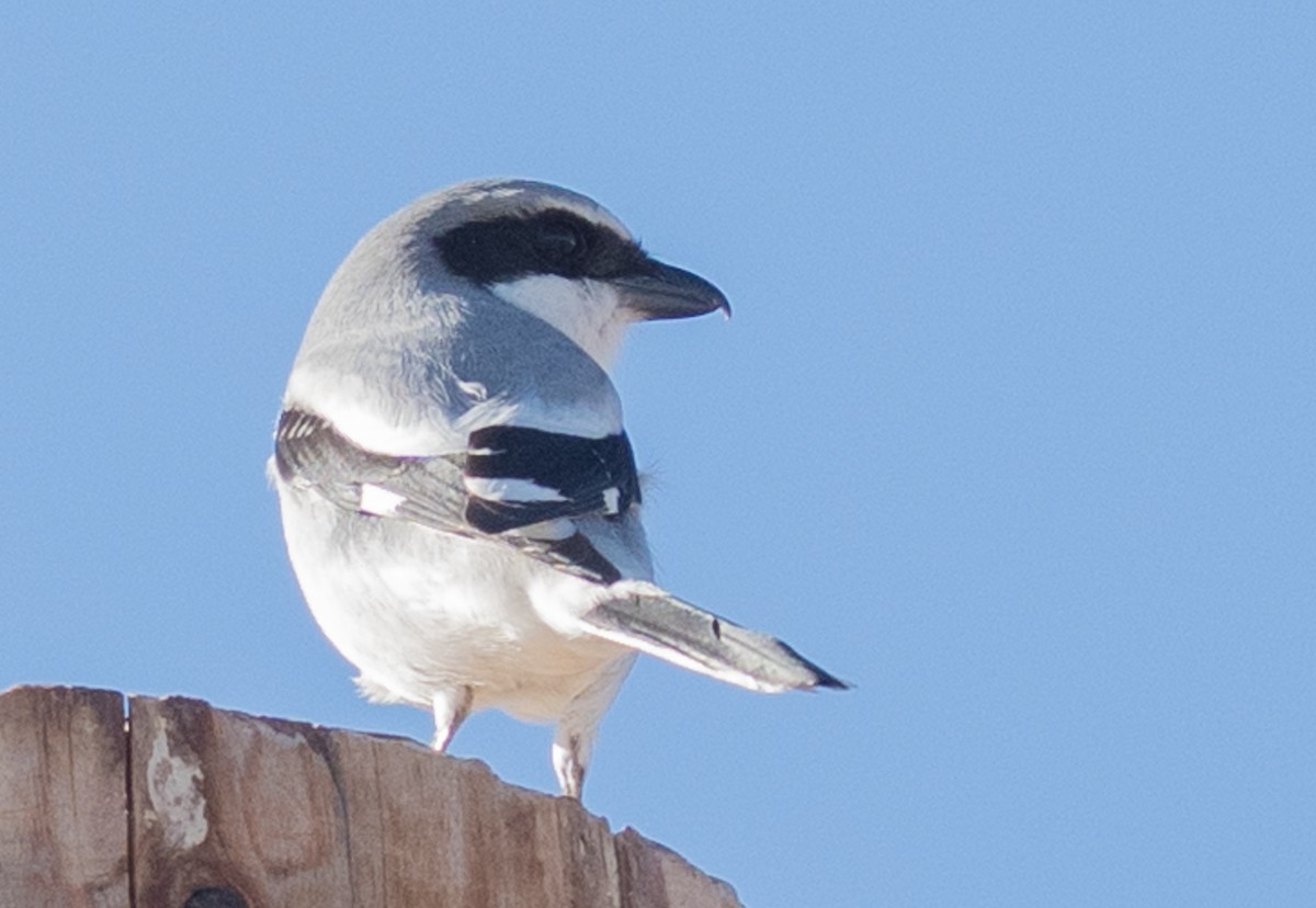 アメリカオオモズ - ML645927926