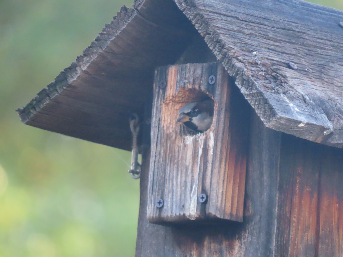 イエスズメ - ML645927927