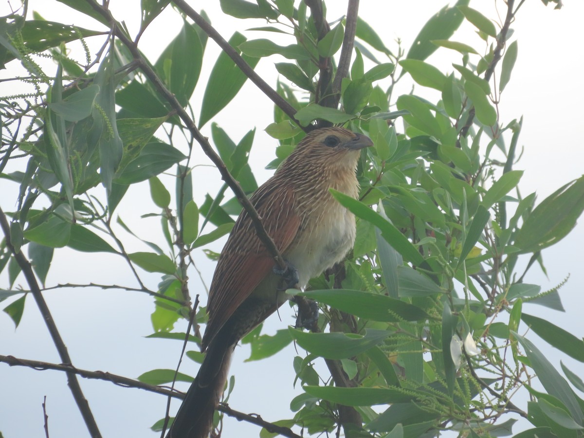 バンケン - ML645927929