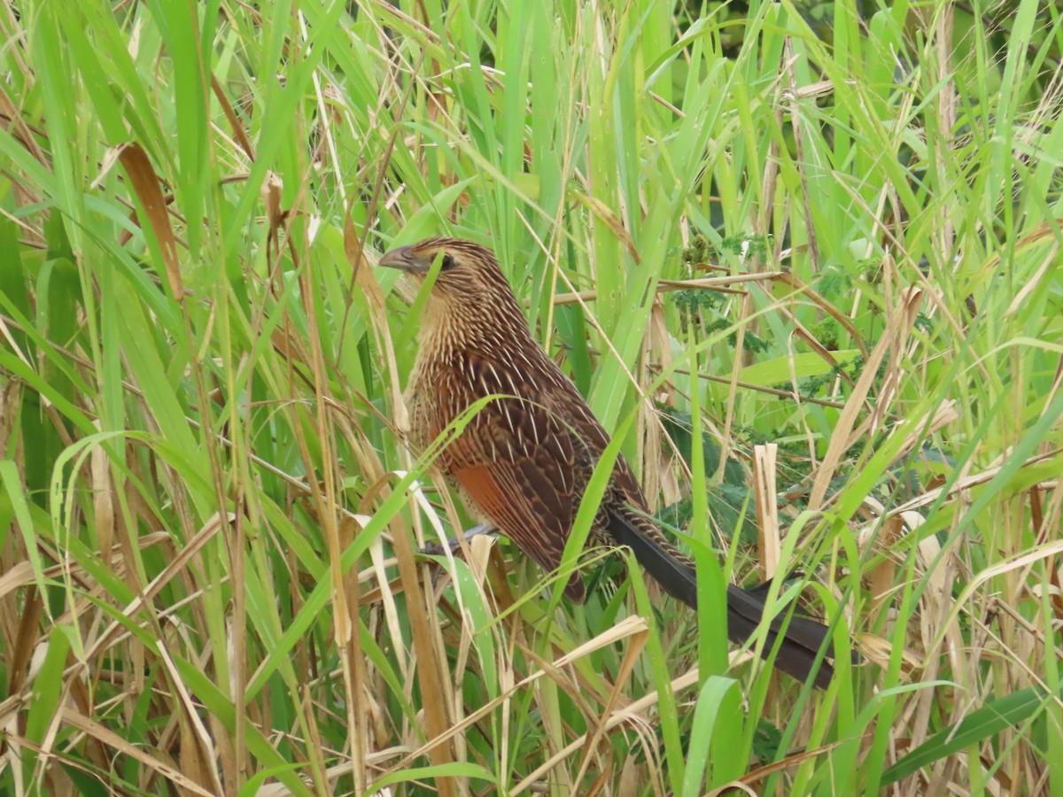 バンケン - ML645927930